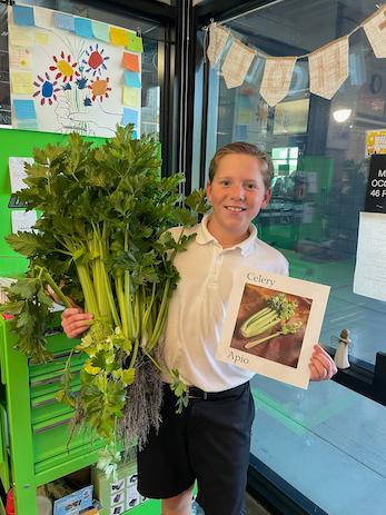 HUGE Celery Harvest From School Garden!