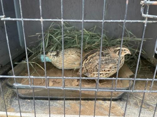 St. Pats Welcome New Quails